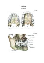 Research Papers 'Zobu higiēna un tās ietekme uz zobu veselību', 32.