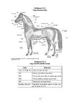 Research Papers 'Zirga nozīme latvietības saglabāšanā', 18.