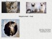 Presentations 'Mājdzīvnieki - kaķi', 1.