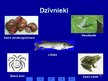Presentations 'Ekosistēma - ezers', 10.