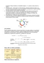 Summaries, Notes 'RSU Molekulārā un šūnu bioloģija 2. kolokvijam vajadzīgais konspekts', 6.