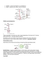 Summaries, Notes 'RSU Molekulārā un šūnu bioloģija 2. kolokvijam vajadzīgais konspekts', 12.