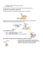 Summaries, Notes 'RSU Molekulārā un šūnu bioloģija 2. kolokvijam vajadzīgais konspekts', 14.