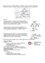 Summaries, Notes 'RSU Molekulārā un šūnu bioloģija 2. kolokvijs', 10.