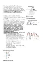 Summaries, Notes 'RSU Molekulārā un šūnu bioloģija 2. kolokvijs', 13.