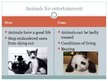 Presentations 'The Best and the Worst Aspects of Human Relationship with Animals', 4.