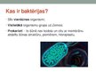 Presentations 'Baktērijas', 2.