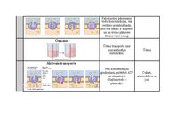 Summaries, Notes 'Transports caur plazmatisko membrānu', 2.