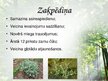 Presentations 'Latvijas ārstniecības augi', 15.