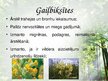 Presentations 'Latvijas ārstniecības augi', 18.