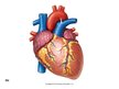Presentations 'Sirds un asinsvadu sistēmas anatomija, asins sastāvs', 3.