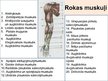 Presentations 'Rokas anatomija un fizioloģija', 8.