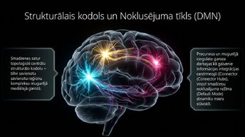 Presentations 'Nervu sistēmas strukturālā un funkcionālā organizācija', 10.