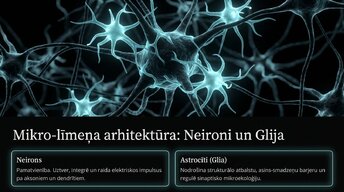 Presentations 'Nervu sistēmas strukturālā un funkcionālā organizācija', 11.