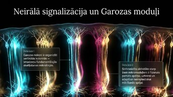 Presentations 'Nervu sistēmas strukturālā un funkcionālā organizācija', 13.