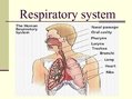 Presentations 'Diseases of the Respiratory System', 2.
