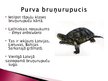 Presentations 'Purva bruņurupucis', 2.