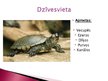 Presentations 'Purva bruņurupucis', 4.
