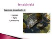Presentations 'Purva bruņurupucis', 7.