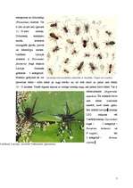 Research Papers 'Helicerāti (Chelicerata) un zirnekļveidīgie (Arachnida)', 7.