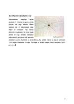 Research Papers 'Helicerāti (Chelicerata) un zirnekļveidīgie (Arachnida)', 8.