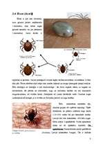 Research Papers 'Helicerāti (Chelicerata) un zirnekļveidīgie (Arachnida)', 9.