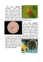 Research Papers 'Helicerāti (Chelicerata) un zirnekļveidīgie (Arachnida)', 11.