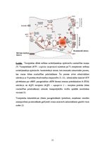 Research Papers 'Vazopresīna loma organismā', 11.