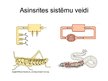 Presentations 'Asinsrites sistēma', 13.