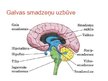 Presentations 'Galvas smadzenes', 8.