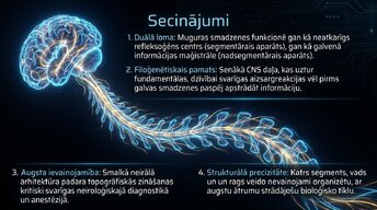 Presentations 'Muguras smadzenes', 14.