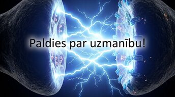 Presentations 'Muguras smadzenes', 17.