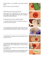 Summaries, Notes 'Stomas', 7.