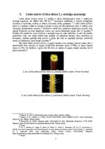 Research Papers 'Lielās nātres (Urtica dioica L.) šķiedru pielietojums tautas medicīnā un tekstil', 7.