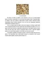 Term Papers 'Biomasas granulu izmantošana apkures iekārtās', 15.