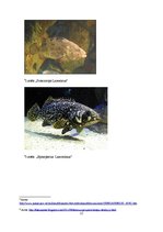 Research Papers 'Asarveidīgo kārtas zivis', 12.