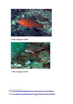 Research Papers 'Asarveidīgo kārtas zivis', 15.