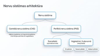 Presentations 'Nervu sistēmas strukturāli - funkcionālā organizācija', 2.