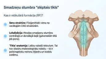 Presentations 'Nervu sistēmas strukturāli - funkcionālā organizācija', 3.
