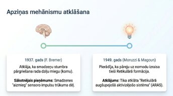 Presentations 'Nervu sistēmas strukturāli - funkcionālā organizācija', 4.