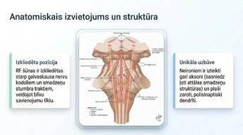 Presentations 'Nervu sistēmas strukturāli - funkcionālā organizācija', 5.