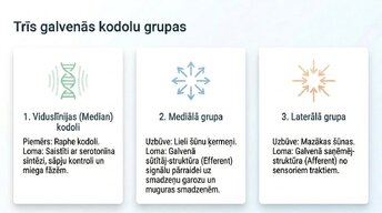 Presentations 'Nervu sistēmas strukturāli - funkcionālā organizācija', 6.
