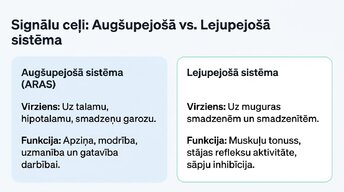 Presentations 'Nervu sistēmas strukturāli - funkcionālā organizācija', 7.