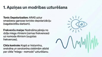 Presentations 'Nervu sistēmas strukturāli - funkcionālā organizācija', 8.