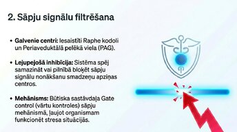Presentations 'Nervu sistēmas strukturāli - funkcionālā organizācija', 9.