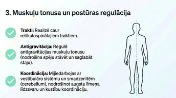 Presentations 'Nervu sistēmas strukturāli - funkcionālā organizācija', 10.