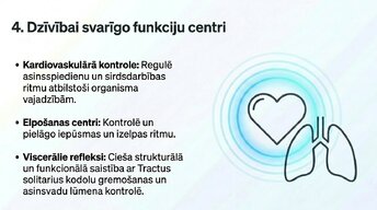Presentations 'Nervu sistēmas strukturāli - funkcionālā organizācija', 11.