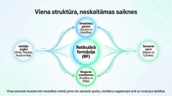Presentations 'Nervu sistēmas strukturāli - funkcionālā organizācija', 13.