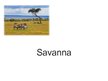 Presentations 'Savanna', 1.