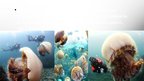 Presentations 'Nemopilema nomurai sugas medūzas', 3.